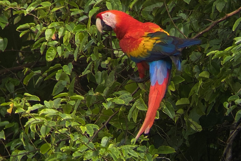 Uvita: Parque Nacional Corcovado Estacion San Pedrillo desde Uvita