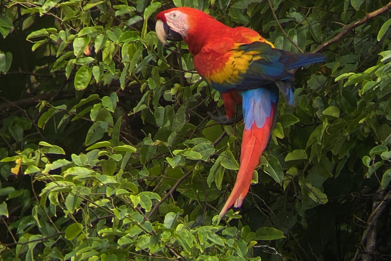 Uvita: Stacja San Pedrillo w Parku Narodowym Corcovado z Uvita