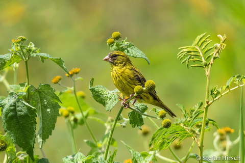 Kigali : excursion d'observation des oiseaux avec déjeuner et transferts