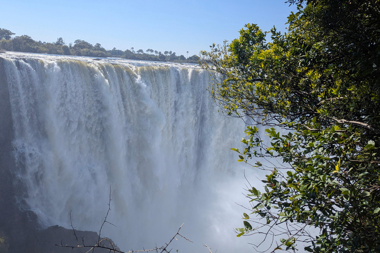 Victoria Falls: Historic Town Tour, Big Tree & Guided Walk