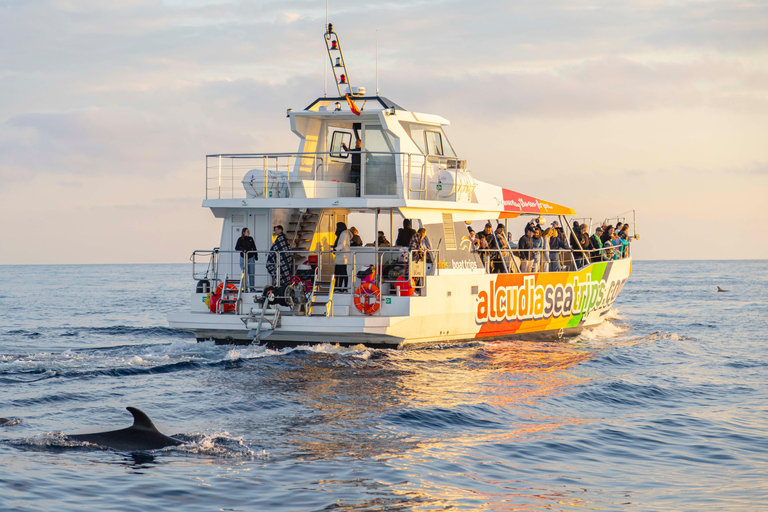 Alcudia: Dolphin Adventure Cruise