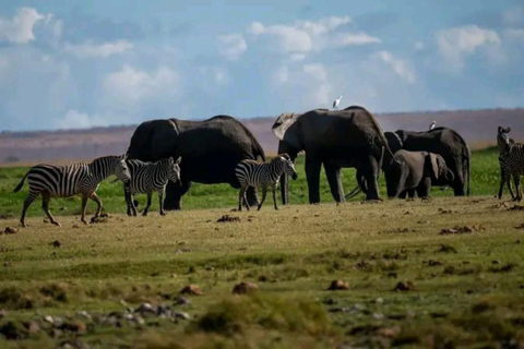 Nairobi: 3-Day honeymoon safari to Amboseli National Park Overnight Private to Amboseli National Park