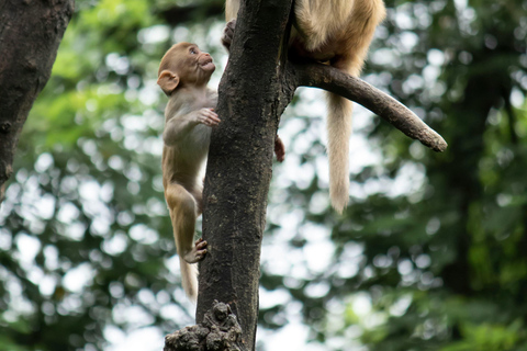 Nagano Snow Monkey private Day Tour from Tokyo