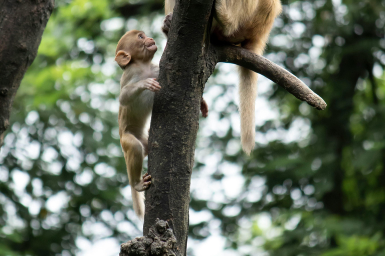 Nagano Snow Monkey private Day Tour from Tokyo
