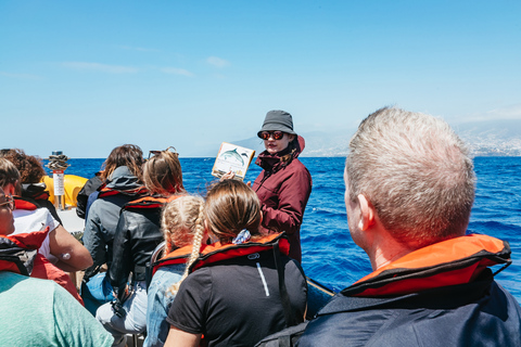 Funchal: tour en lancha rápida de avistamiento de ballenas y delfines