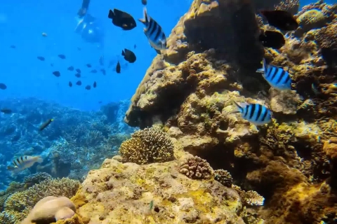 Bali: Blue Lagoon And Tanjung Jepun Snorkeling Trip Blue Lagoon Snorkeling Share Boat Include Lunch