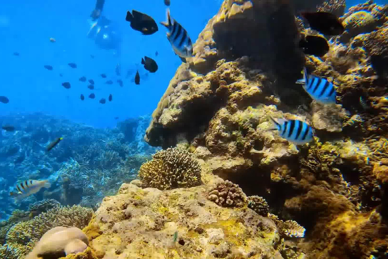 Bali Excursión de snorkel a la Laguna Azul y Tanjung JepunSnorkel en la Laguna Azul Compartir barco sin comida