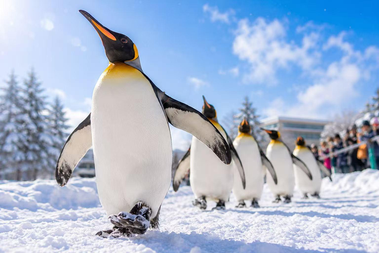 Late Departure: Asahiyama Zoo & Blue Pond & Ningle Terrace