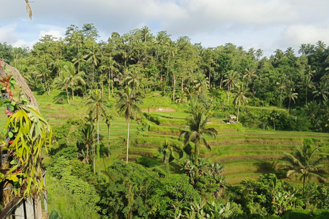 Ubud: gita di 1 giorno con guida tra cascate e terrazze di risoUbud: gita di 1 giorno alle cascate e alle risaie
