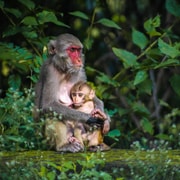 Tokyo: Private Snow Monkey Park & Nagano Scenic Day Trip Tokyo: Private Snow Monkey Park & Nagano Scenic Day Trip