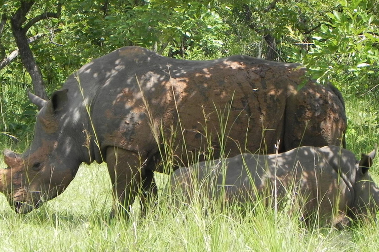 From Kampala: Ziwa Rhino Sanctuary Trek with Lunch