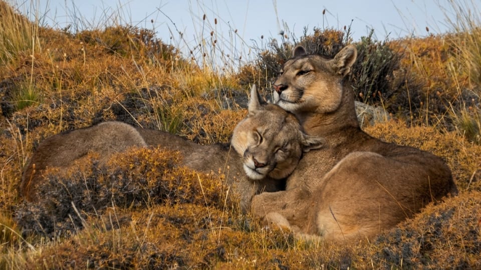 Puerto Natales: Puma Tracking in Torres del Paine with a Local Guide