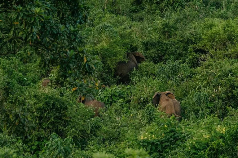 Chebera Churchura: Wildtiere &amp; malerische Ausblicke 4-tägige TourChebera Churchura: 4-tägige Tour mit Wildtieren und tollen Aussichten
