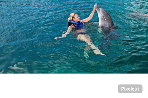 Punta Cana: Dolphin Swim with Bonus Sea Lion Show