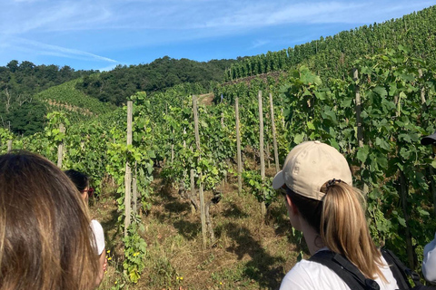 Senderismo y vino entre Côte-Rôtie y Condrieu