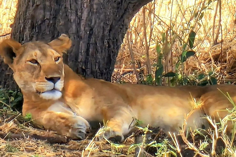 Arusha: Safari de 3 dias em Tarangire, Lago Manyara e Ngorongoro