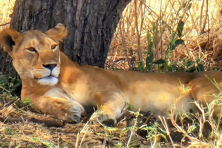 Arusha: 3-tägige Safari nach Tarangire, Lake Manyara und Ngorongoro