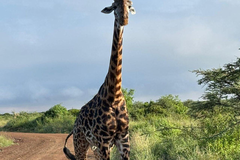 Nairobi National Park: Early Morning or afternoon adventure Early morning game drive in a Landcruiser JEEP