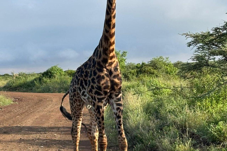 Nairobi National Park: Early Morning or afternoon adventure Early morning game drive in a Landcruiser JEEP