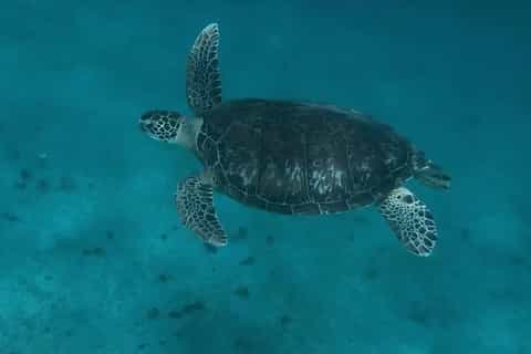 Martinique : Excursion spéciale croisiéristes, plages du sud et snorkeling