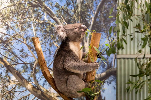 Sydney: Featherdale Wildlife Park Private Tour