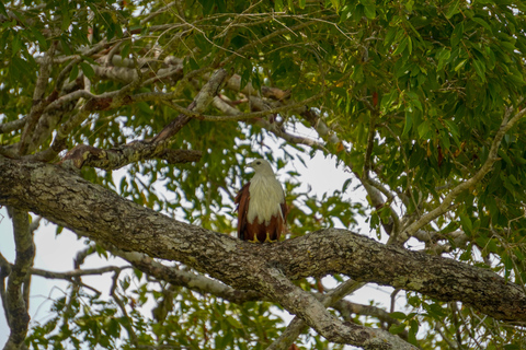 Minneriya: Private Bird Photography Tour with Guide