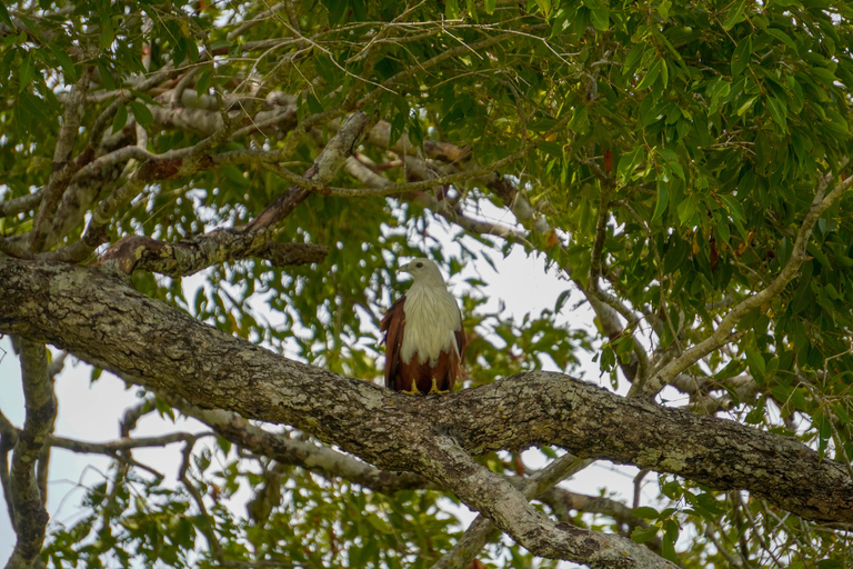 Minneriya: Private Bird Photography Tour with Guide