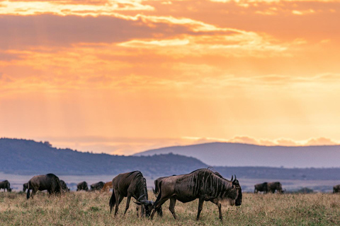 Excursão de um dia para a Reserva de Caça Maasai Mara saindo de Nairóbi