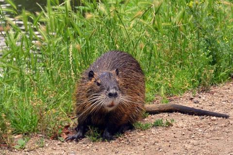 New Orleans: Ponton Swamp Tour met gids en wilde dieren bekijkenZonder ophaalservice