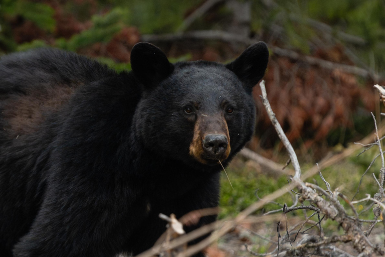 Banff: Guided Nature Walk with Bear Country Safety Tips