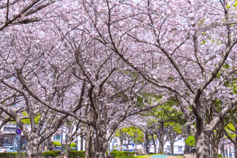 Jeju: Cherry Blossom Tour with Hotel Pickup Jeju cherry Blossom Season Tour : Small Group [Hotel P-up]