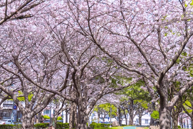 Jeju: Cherry Blossom Tour with Hotel Pickup Jeju cherry Blossom Season Tour : Small Group [Hotel P-up]