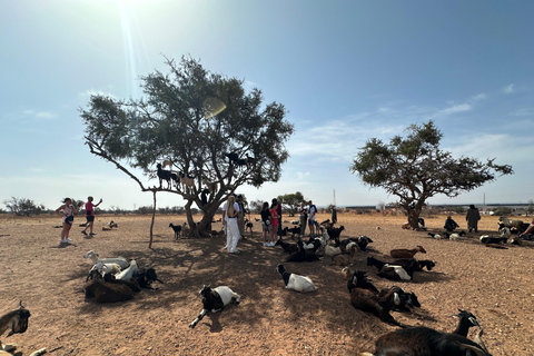 Agadir: Goats on Trees & Crocoparc Tour Goats on Trees & Crocoparc – Entry Ticket Included
