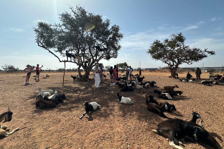 Agadir: Goats on Trees & Crocoparc Tour Goats on Trees & Crocoparc – Entry Ticket Included