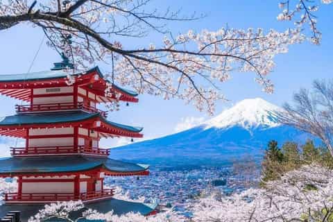 Tokyo : mont Fuji et 5 spots instagrammables au fil des saisons en fleurs