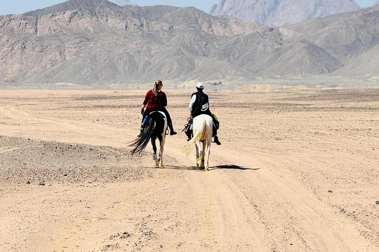 الغردقة: جولة ركوب الخيل في الصحراء والبحر مع خيار السباحةجولة لمدة ساعتين لركوب الخيل بدون السباح