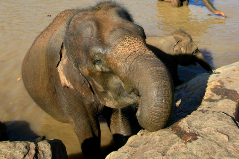 Colombo to Kandy Tour with Pinnawala, Tea Factory & Temple Colombo to Kandy Day Tour & Pinnawala Elephant Experience