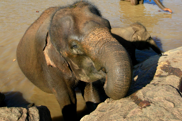 Colombo to Kandy Tour with Pinnawala, Tea Factory & Temple Colombo to Kandy Day Tour & Pinnawala Elephant Experience