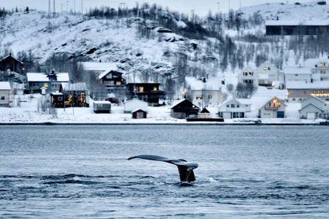 Tromsø: Orca and Whale Watching Heated Boat Trip Tromsø: Orca and Whale Watching comfort heated boat Trip