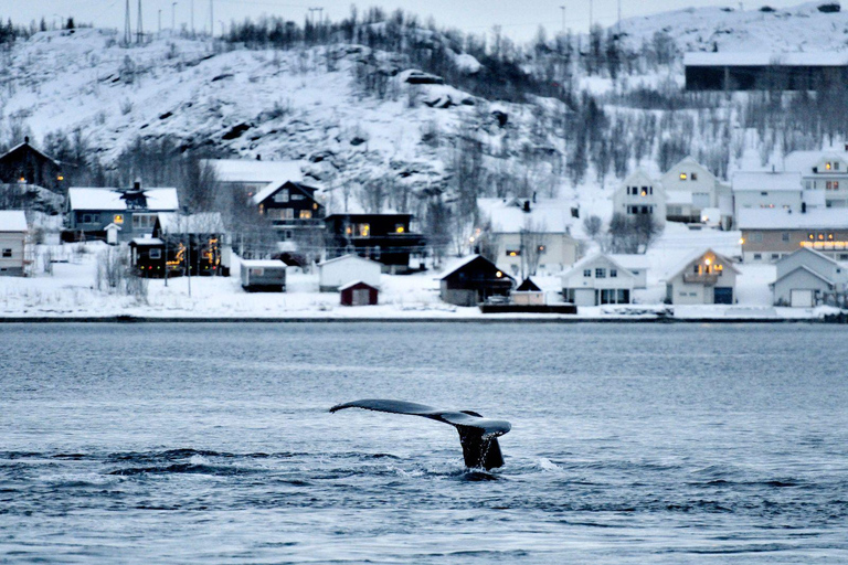 Tromsø: Orca and Whale Watching Heated Boat Trip Tromsø: Orca and Whale Watching comfort heated boat Trip