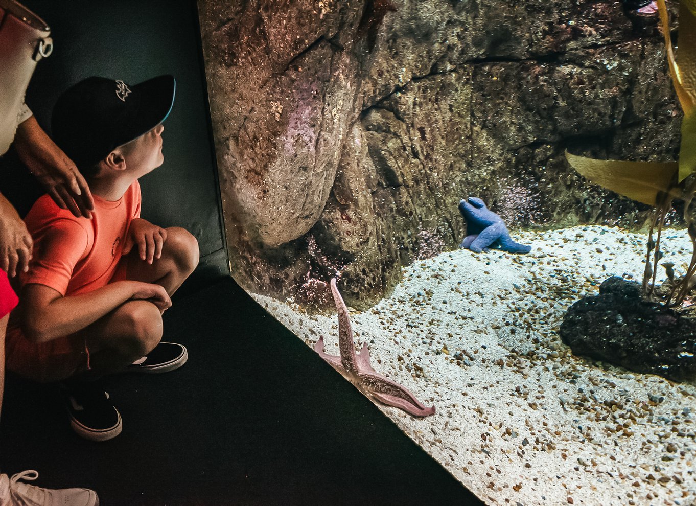 Lissabon: Oceanarium i Lissabon Indgangsbillet