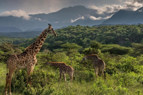 6 Dagen Gecombineerde Wildlife Safari Kenia & Tanzania