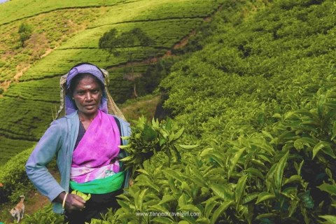 Nuwara Eliya: Sri Lanka heuveldagtrip vanuit Kandy
