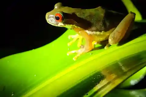 Monteverde: Tropical Forest Night Tour