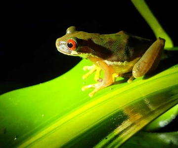Monteverde: Tropical Forest Night Tour