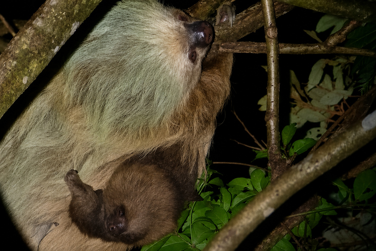 Monteverde: Night Walk with Optic Gear & Sunset Start