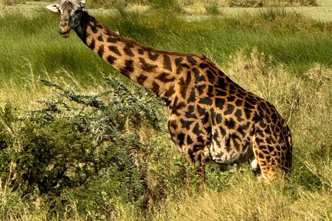 Zanzibar: Mikumi National Park Safari with Flight