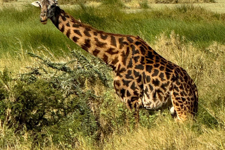 Zanzibar: Mikumi National Park Safari with Flight