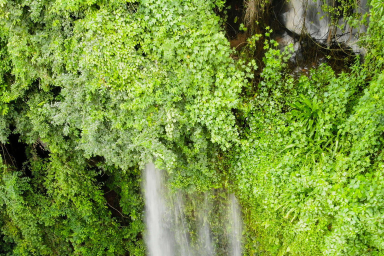 The Return of the Diaspora