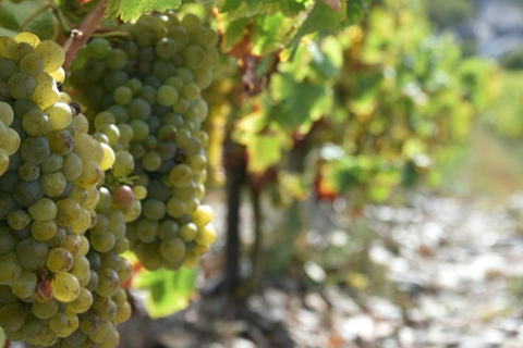 Educational hike in the Anjou vineyards Wine Hike